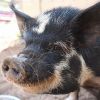 Petunia photo 3