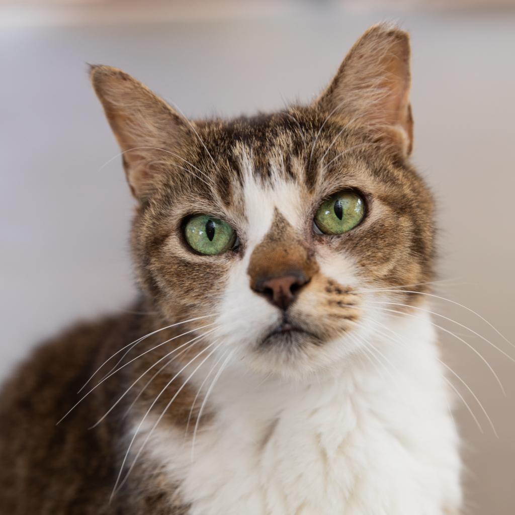 Forest, an adoptable Domestic Short Hair in Kanab, UT, 84741 | Photo Image 1