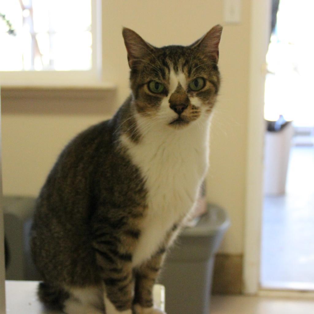 Forest, an adoptable Domestic Short Hair in Kanab, UT, 84741 | Photo Image 3