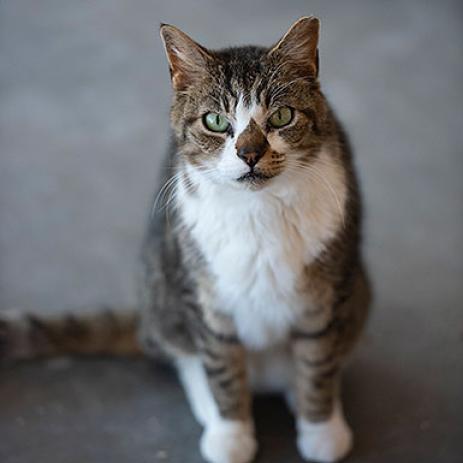 Forest, an adoptable Domestic Short Hair in Kanab, UT, 84741 | Photo Image 5