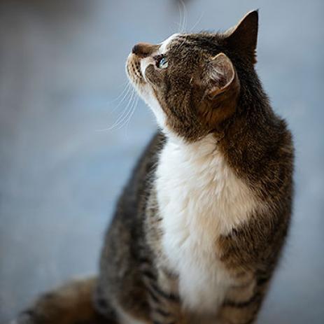 Forest, an adoptable Domestic Short Hair in Kanab, UT, 84741 | Photo Image 6