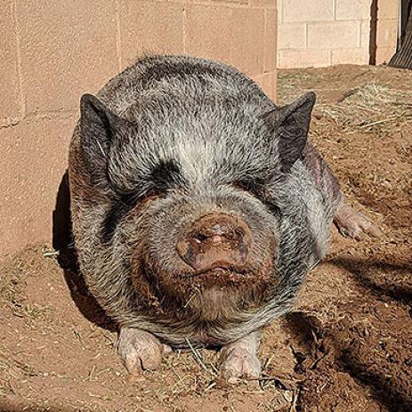 Pig for adoption - Batman, a Pig in Kanab, UT | Petfinder