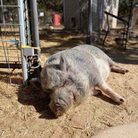 Pig for adoption - Batman, a Pig in Kanab, UT | Petfinder