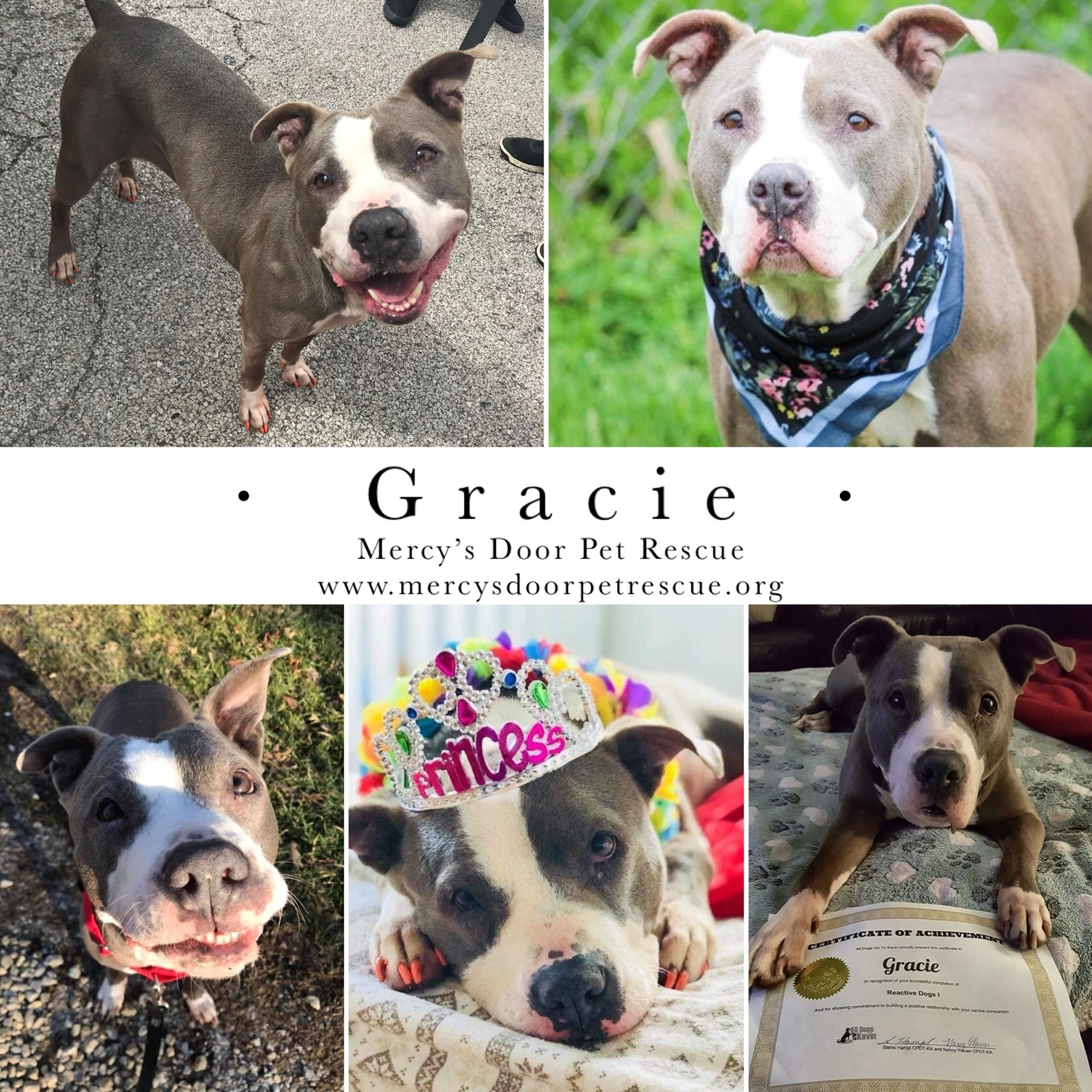 Gracie, an adoptable American Bulldog, American Staffordshire Terrier in Greenwich, OH, 44837 | Photo Image 1