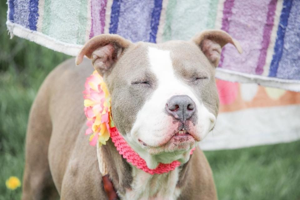 Gracie, an adoptable American Bulldog, American Staffordshire Terrier in Greenwich, OH, 44837 | Photo Image 3