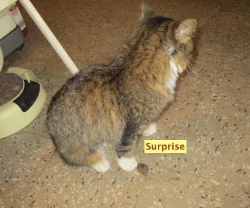 SURPRISE-adopted Sat. 8-03-19 1