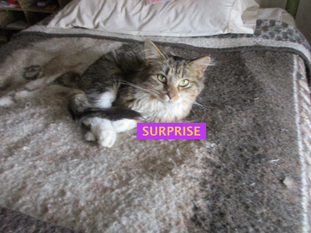 SURPRISE-adopted Sat. 8-03-19 2