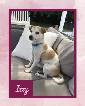 Shiba Inu Dogs For Adoption Near Valley View Ohio Petcurious
