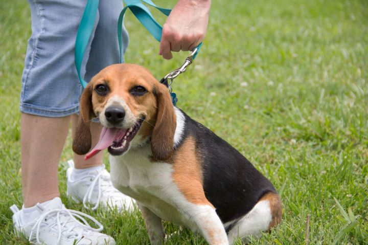5179 Maggie, an adopted Beagle in Springfield, MO_image-6