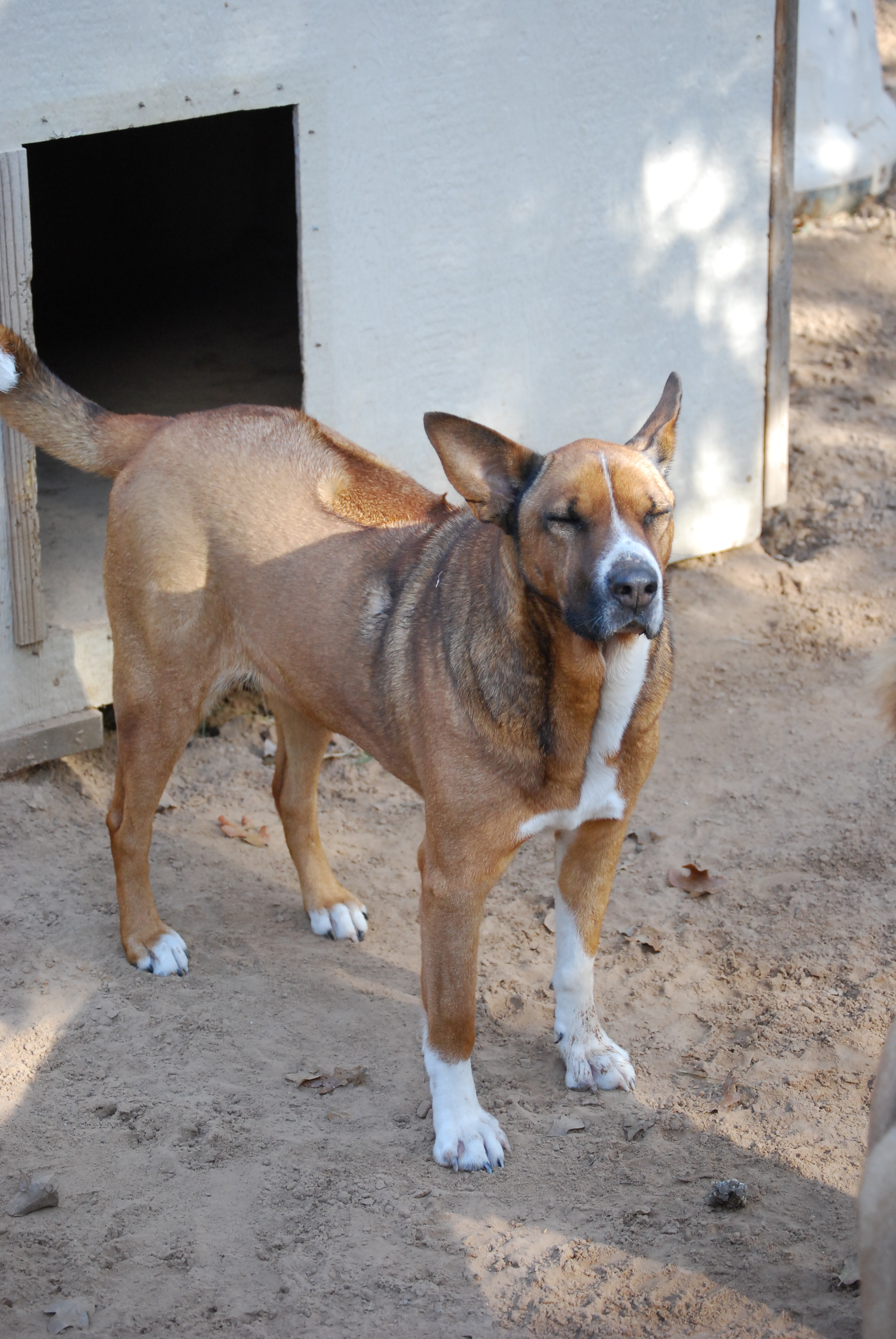 Sapphire, an adoptable Akita, Rhodesian Ridgeback in Paradise, TX, 76073 | Photo Image 2