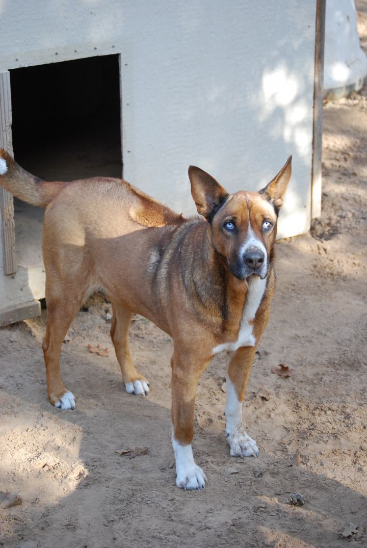 Rhodesian ridgeback sales akita mix