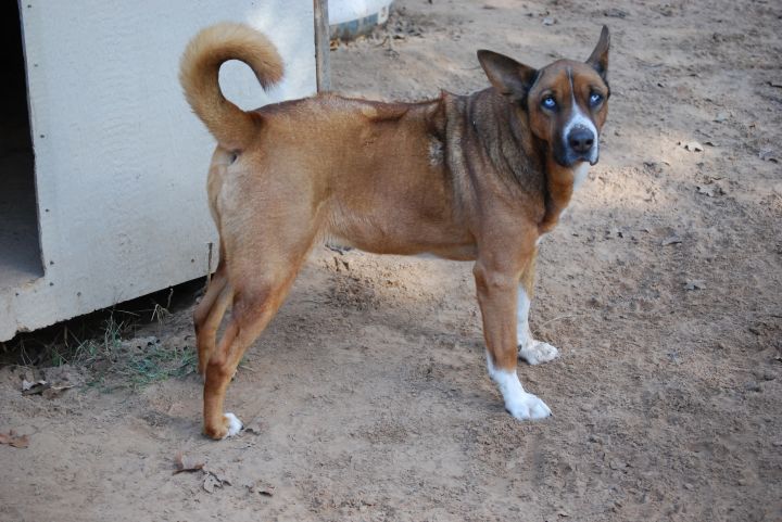 Rhodesian ridgeback sales akita mix