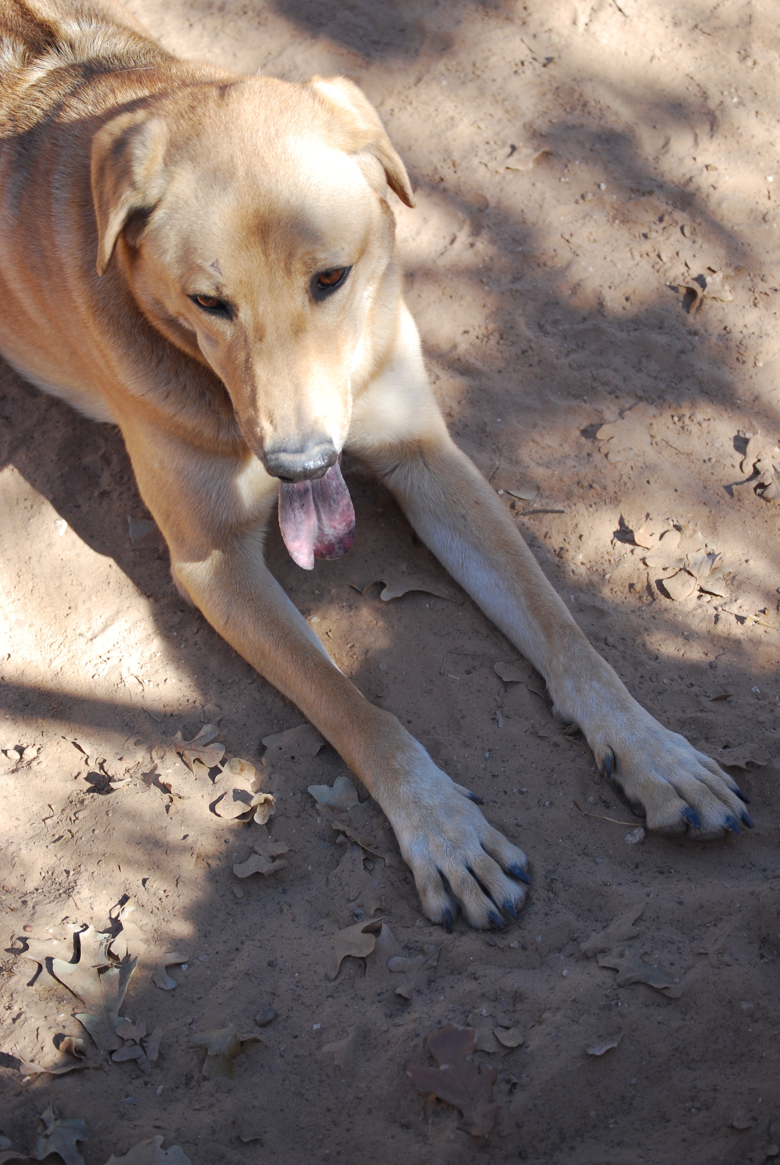 Dog For Adoption Murphy An Anatolian Shepherd Rhodesian Ridgeback Mix In Paradise Tx Petfinder