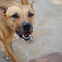 Radar, an adoptable Cattle Dog, Pit Bull Terrier in Paradise, TX, 76073 | Photo Image 2