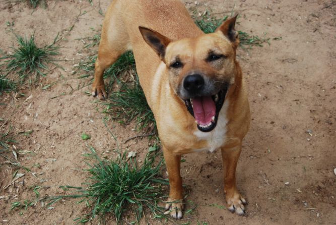 Dog for adoption - Radar, a Cattle Dog & Pit Bull Terrier ...
