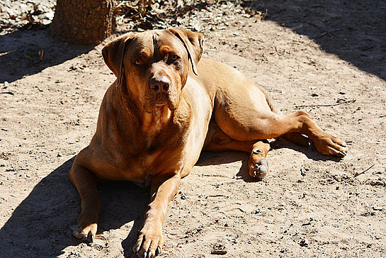 Rhodesian ridgeback x store rottweiler