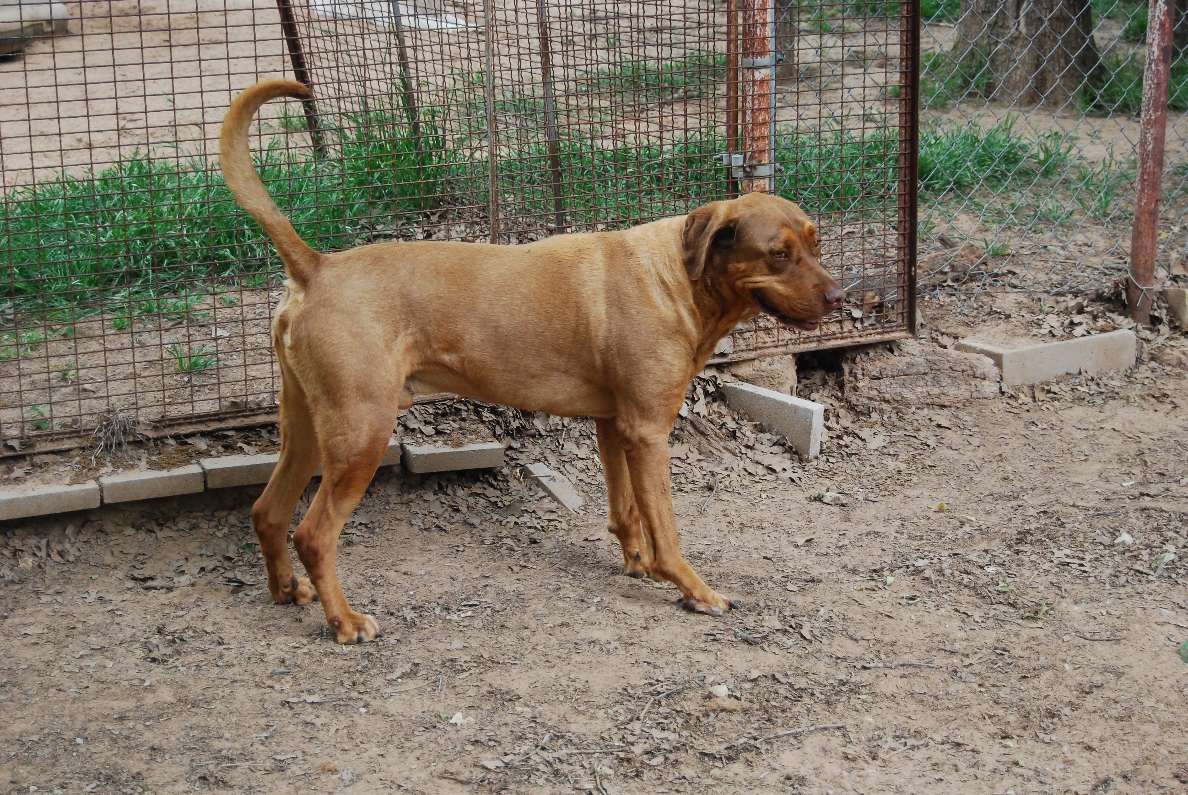Toby, an adoptable Rottweiler, Rhodesian Ridgeback in Paradise, TX, 76073 | Photo Image 3