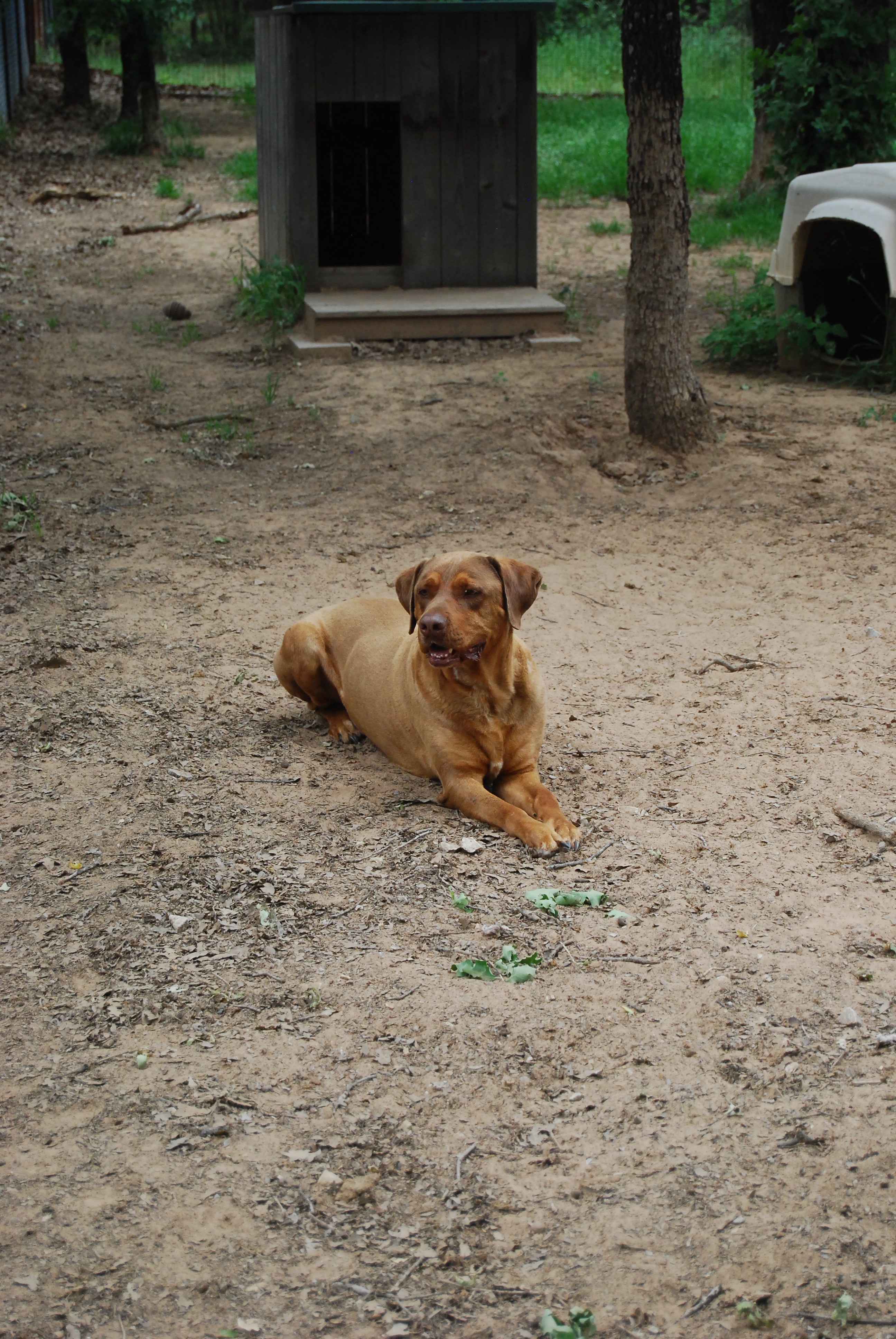 Toby, an adoptable Rottweiler, Rhodesian Ridgeback in Paradise, TX, 76073 | Photo Image 4