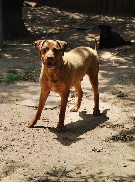 Toby, an adoptable Rottweiler, Rhodesian Ridgeback in Paradise, TX, 76073 | Photo Image 5