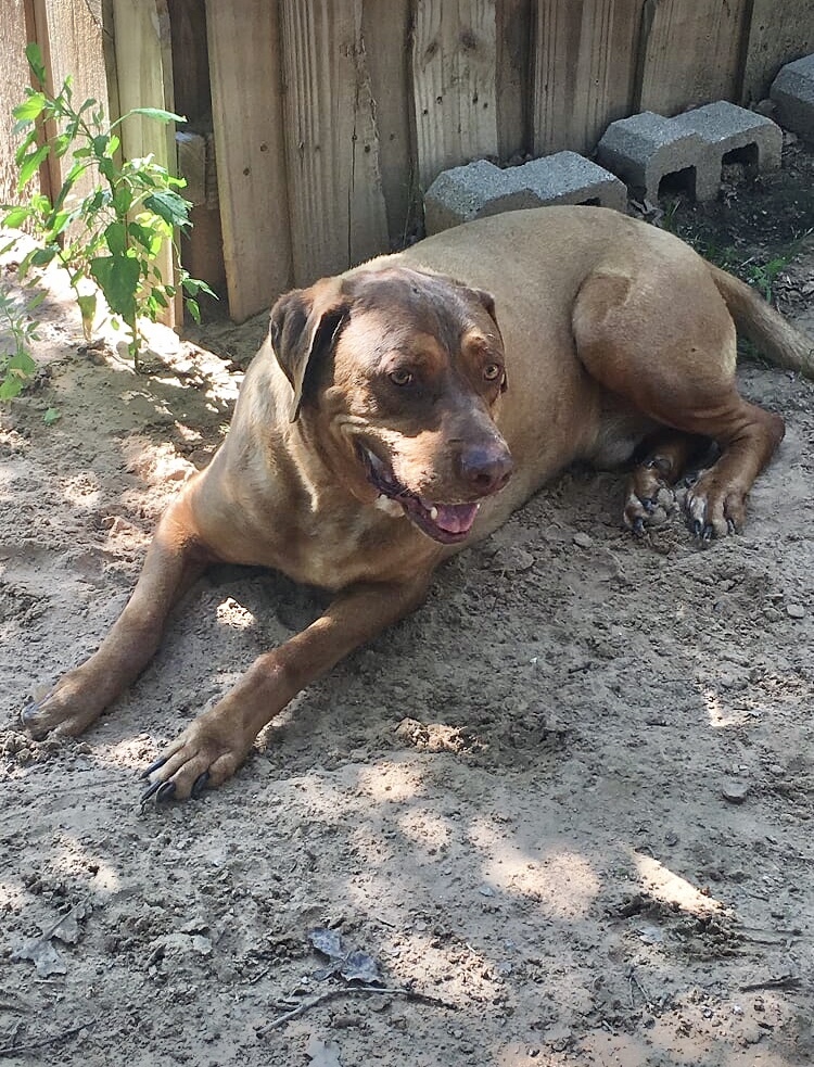 Toby, an adoptable Rottweiler, Rhodesian Ridgeback in Paradise, TX, 76073 | Photo Image 6