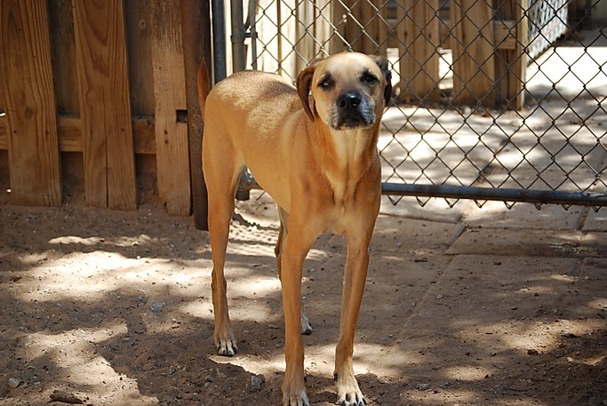 Boomer, an adoptable Black Mouth Cur, Rhodesian Ridgeback in Paradise, TX, 76073 | Photo Image 1