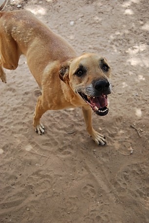 Boomer, an adoptable Black Mouth Cur, Rhodesian Ridgeback in Paradise, TX, 76073 | Photo Image 2