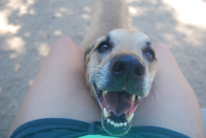 Boomer, an adoptable Black Mouth Cur, Rhodesian Ridgeback in Paradise, TX, 76073 | Photo Image 3