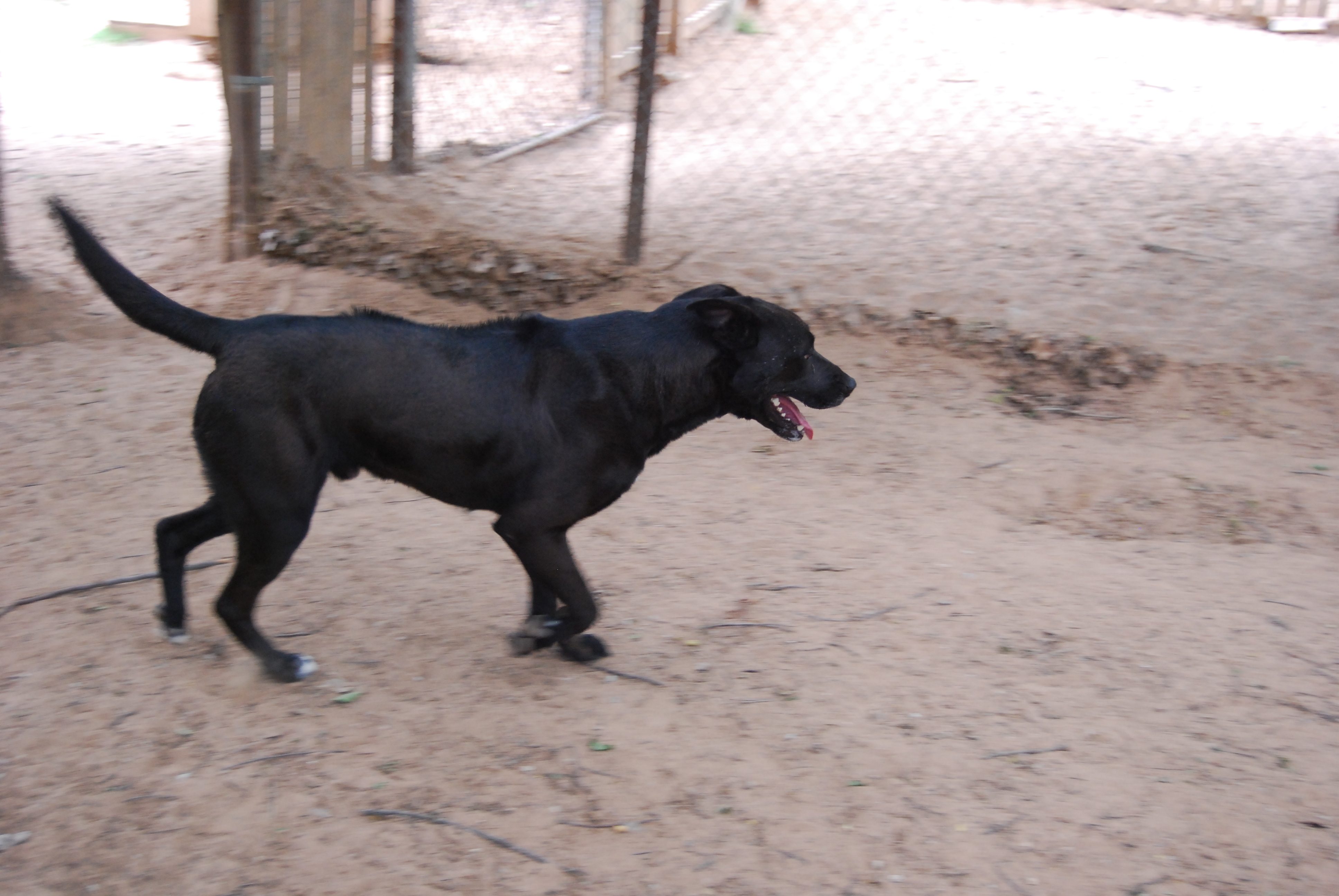 Ralph, an adoptable Labrador Retriever, Rhodesian Ridgeback in Paradise, TX, 76073 | Photo Image 1