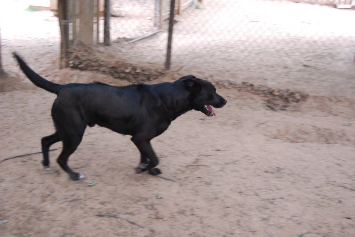 rhodesian ridgeback lab mix puppy