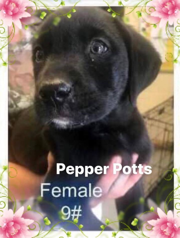 Pepper Potts 3