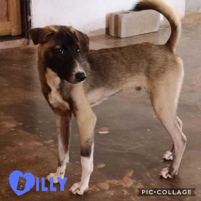Billy - from Thailand