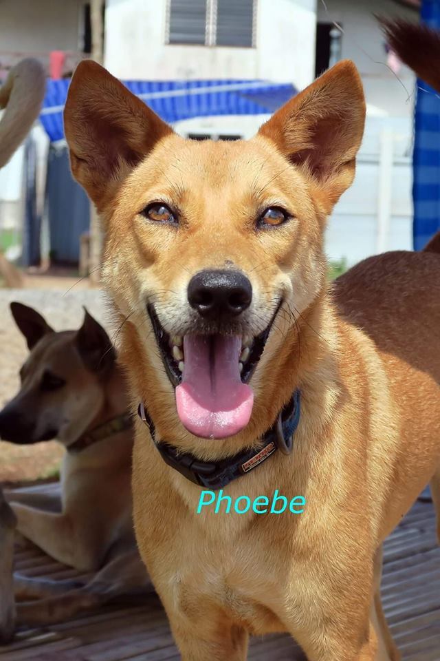 Phoebe - from Thailand