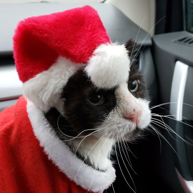 Gangsta, an adoptable Domestic Short Hair, Tuxedo in Fishkill, NY, 12524 | Photo Image 2