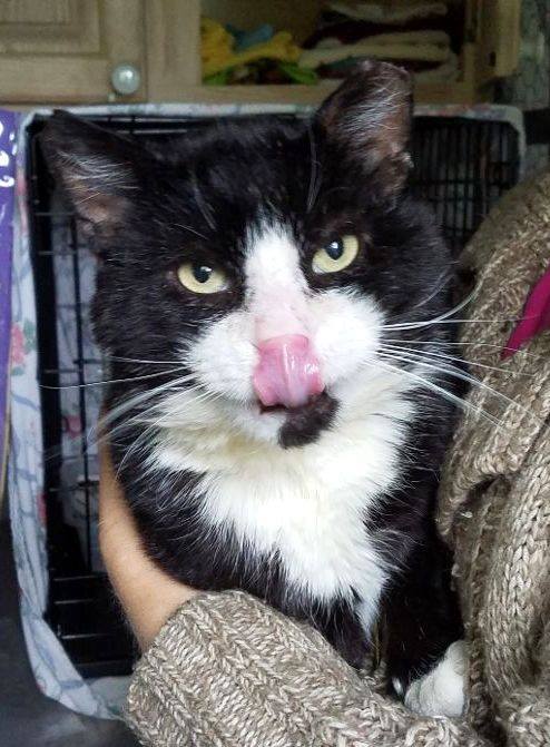 Gangsta, an adoptable Domestic Short Hair, Tuxedo in Fishkill, NY, 12524 | Photo Image 1