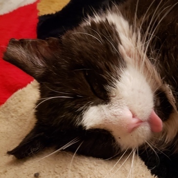 Gangsta, an adoptable Domestic Short Hair, Tuxedo in Fishkill, NY, 12524 | Photo Image 3