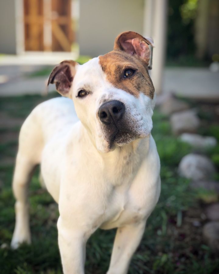 Dog For Adoption Oslin An English Bulldog American