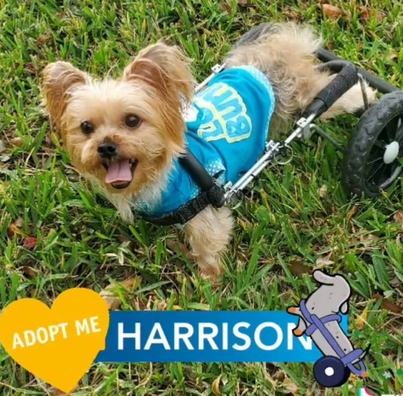 Harrison The Paralyzed Yorkie, an adoptable Yorkshire Terrier in Plantation, FL, 33317 | Photo Image 1
