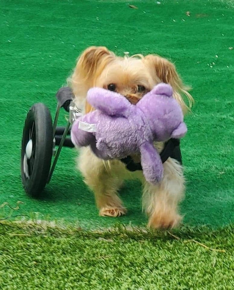 Harrison The Paralyzed Yorkie, an adoptable Yorkshire Terrier in Plantation, FL, 33317 | Photo Image 3