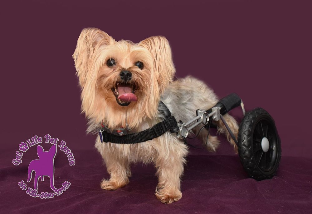 Harrison The Paralyzed Yorkie, an adoptable Yorkshire Terrier in Plantation, FL, 33317 | Photo Image 4