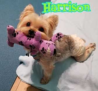 Harrison The Paralyzed Yorkie, an adoptable Yorkshire Terrier in Plantation, FL, 33317 | Photo Image 6