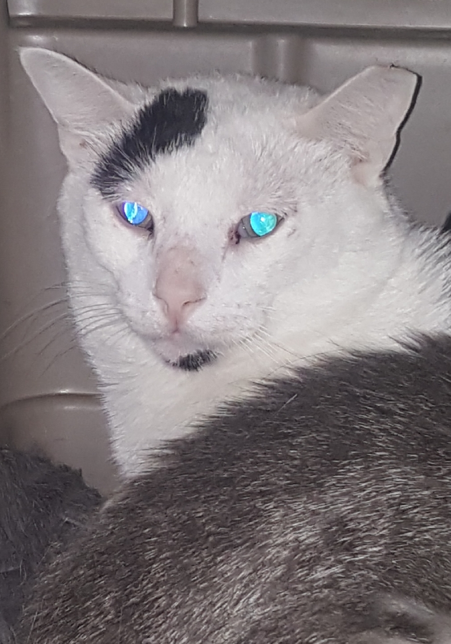Andre, an adoptable Turkish Van in Brookfield, IL, 60513 | Photo Image 4