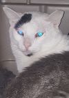 Andre photo 4