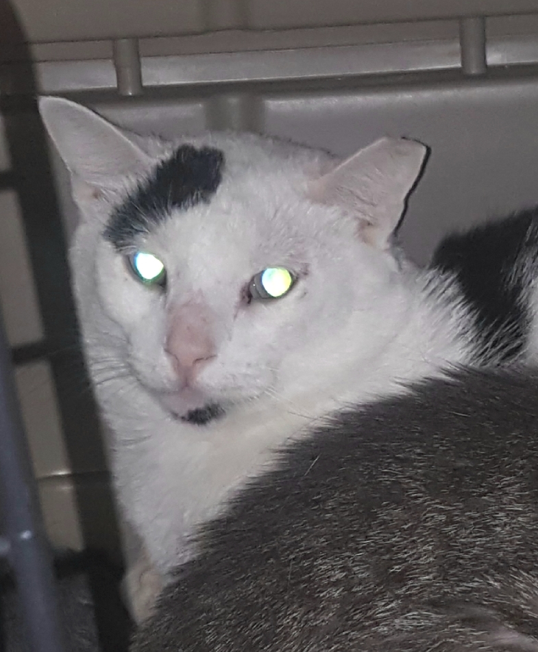 Andre, an adoptable Turkish Van in Brookfield, IL, 60513 | Photo Image 5