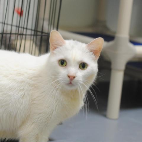 Helton, an adoptable Domestic Short Hair in Cumming, GA, 30040 | Photo Image 1