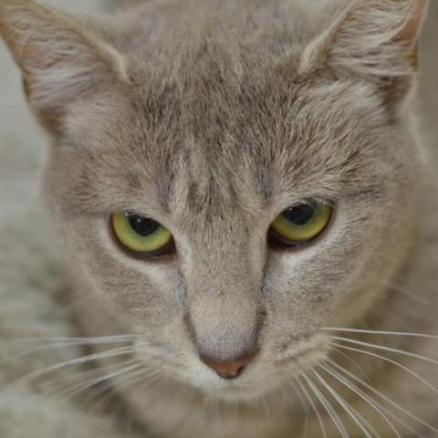 Krista, an adoptable Domestic Short Hair in Cumming, GA, 30040 | Photo Image 1