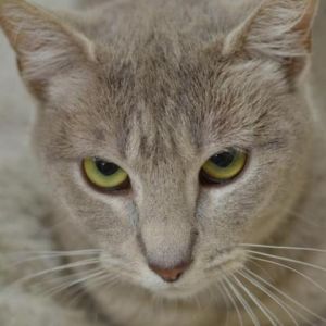 Krista, Adult Female unknown