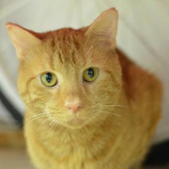 Ginger Boy, an adoptable Domestic Short Hair in Cumming, GA, 30040 | Photo Image 1