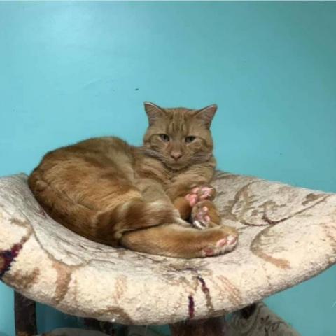 Ginger Boy, an adoptable Domestic Short Hair in Cumming, GA, 30040 | Photo Image 2