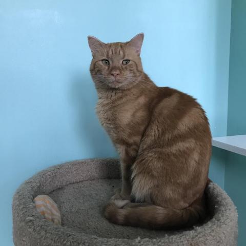 Ginger Boy, an adoptable Domestic Short Hair in Cumming, GA, 30040 | Photo Image 3