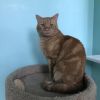 Ginger Boy photo 3